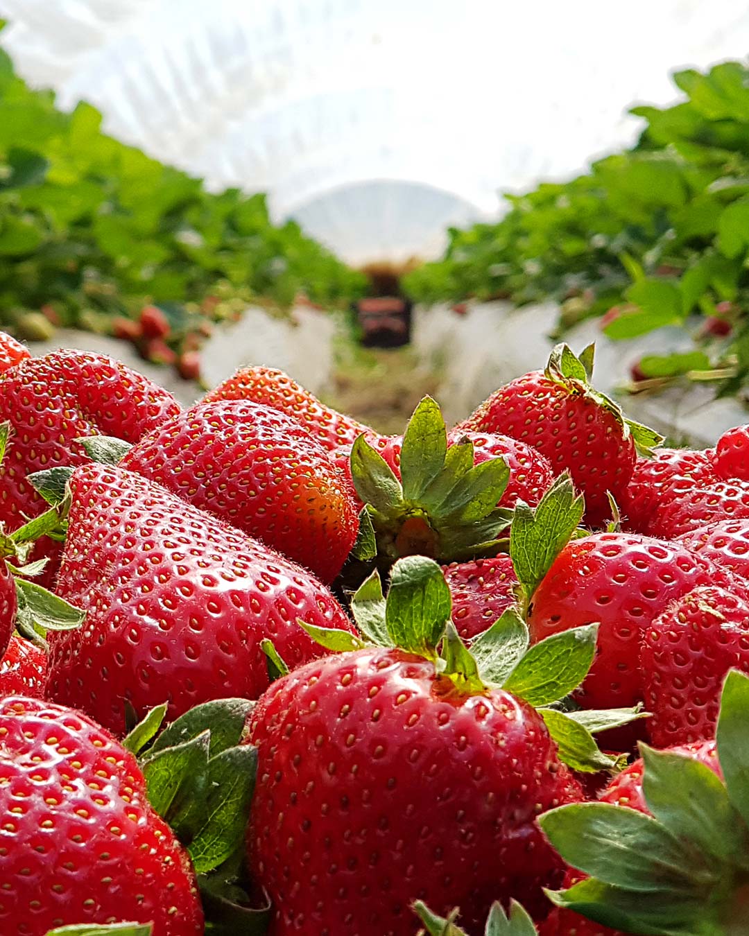 Foto-fragole-Berry-Swing-1080x1350