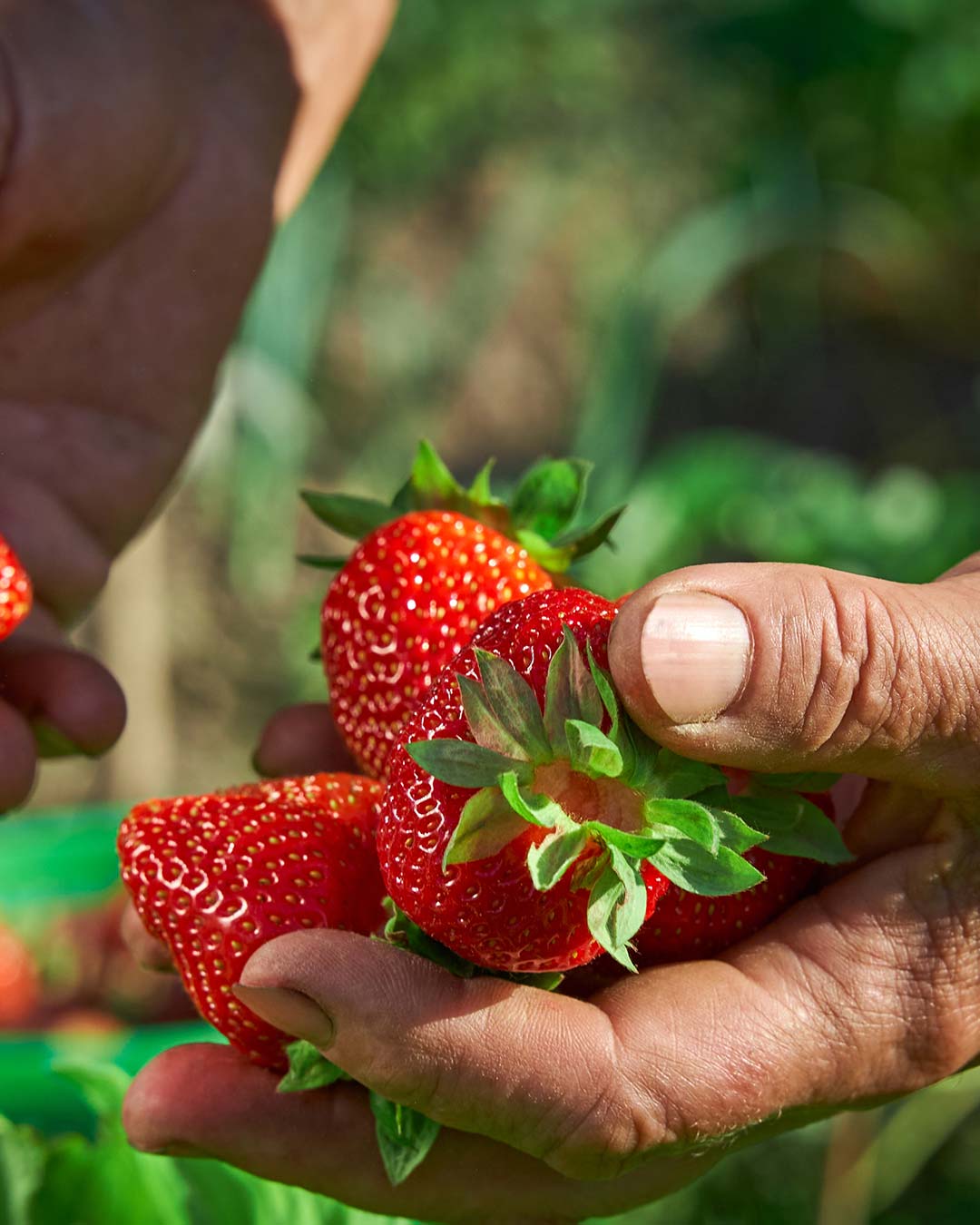 Foto-fragole2-Berry-Swing-1080x1350